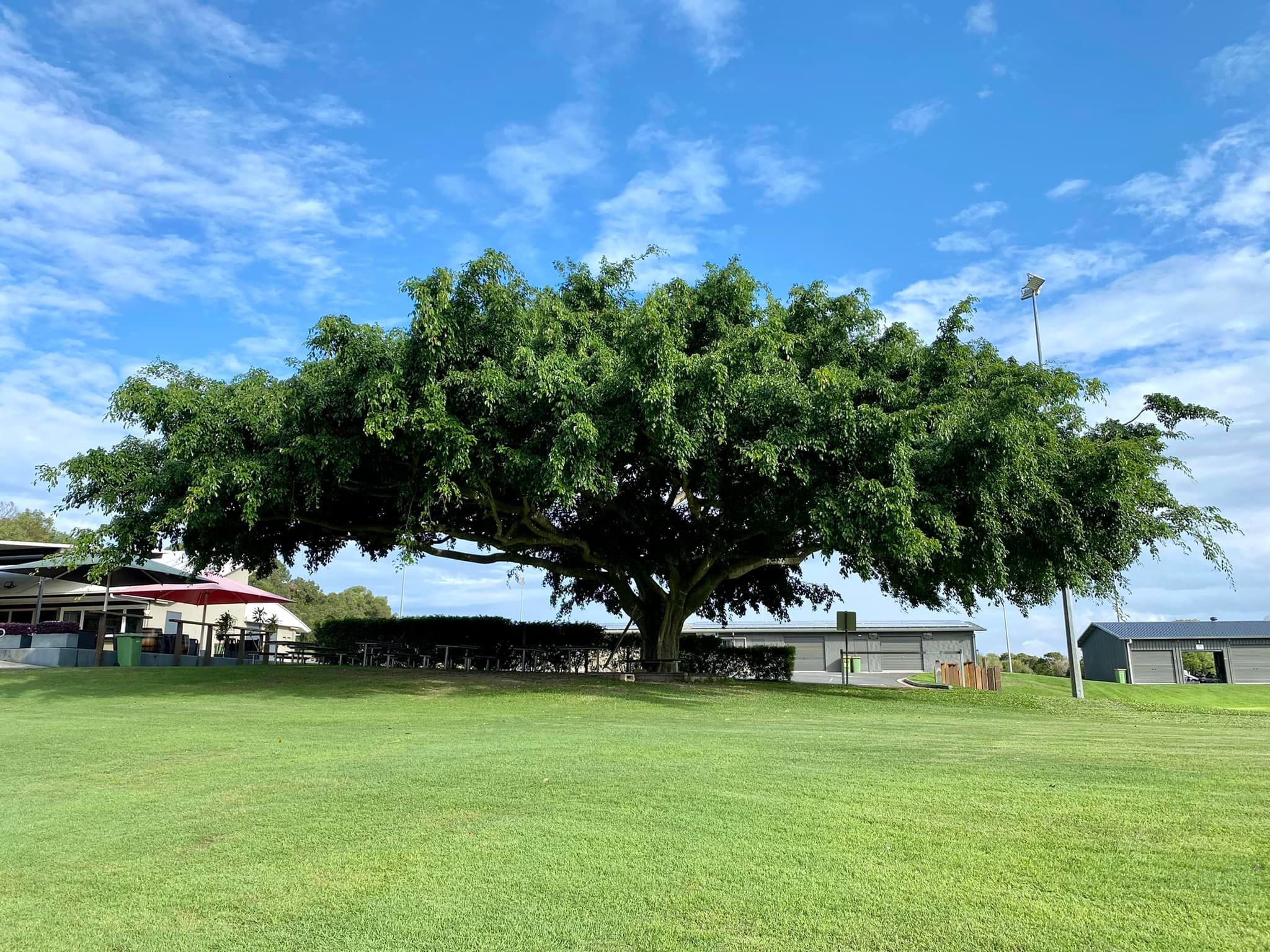 The 'Tree of Knowledge' as it stands today.